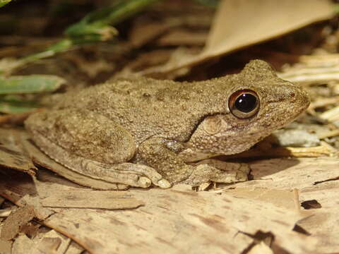 Litoria rothii (De Vis 1884)的圖片