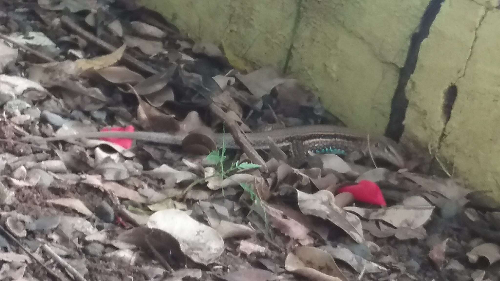 Image of Hispaniolan giant ameiva