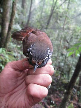 Image of White-necked Babbler