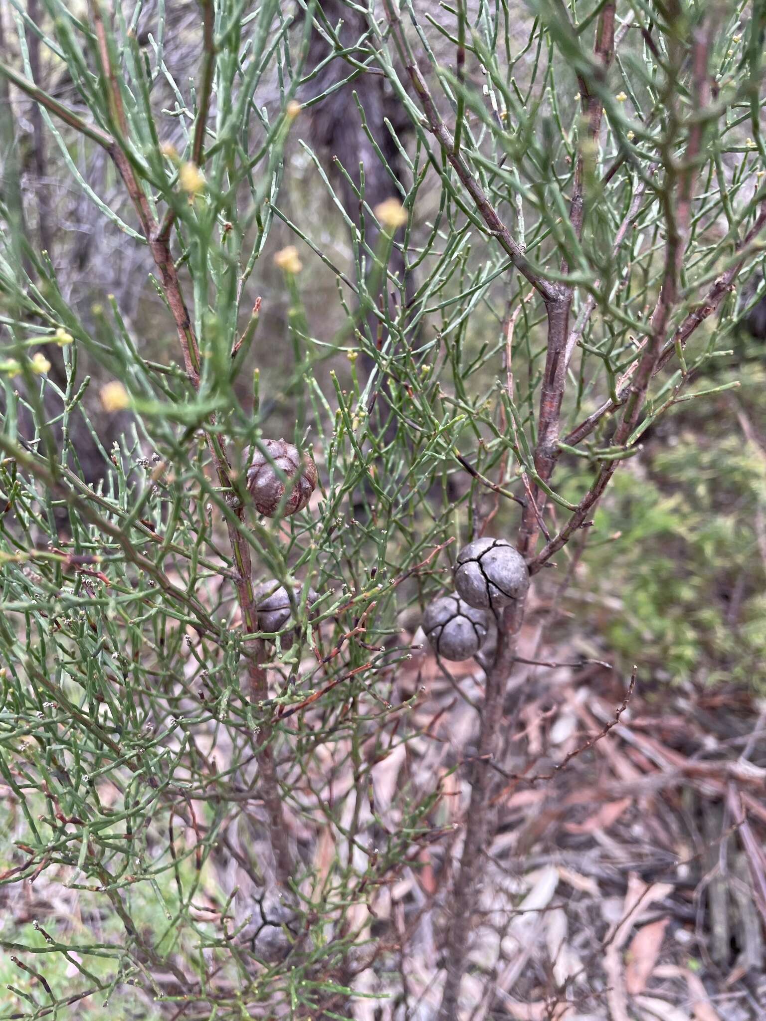 Image of Illawarra Cypress-pine