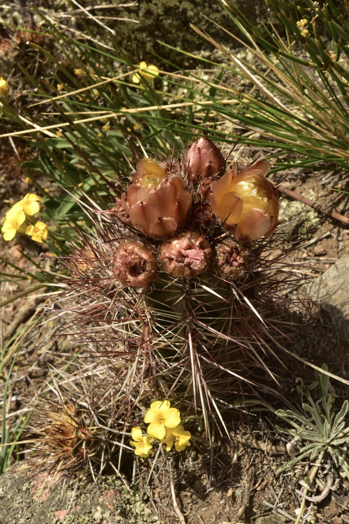 Image of Austrocactus philippii (Regel & Schmidt) Buxb.