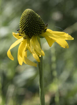 Image of Klamath Coneflower