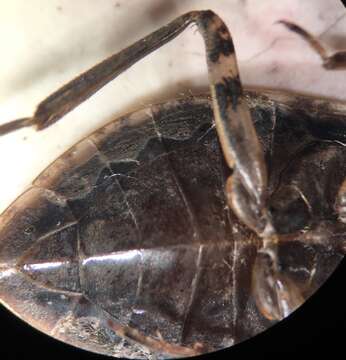 Image of Belostoma testaceum (Leidy 1847)