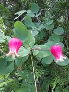 Image de Clematis texensis Buckl.