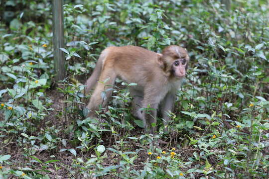 Image of Rhesus Monkey