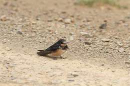 Image of Hirundo rustica rustica Linnaeus 1758