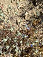 Imagem de Eriastrum calocyanum S. J. De Groot