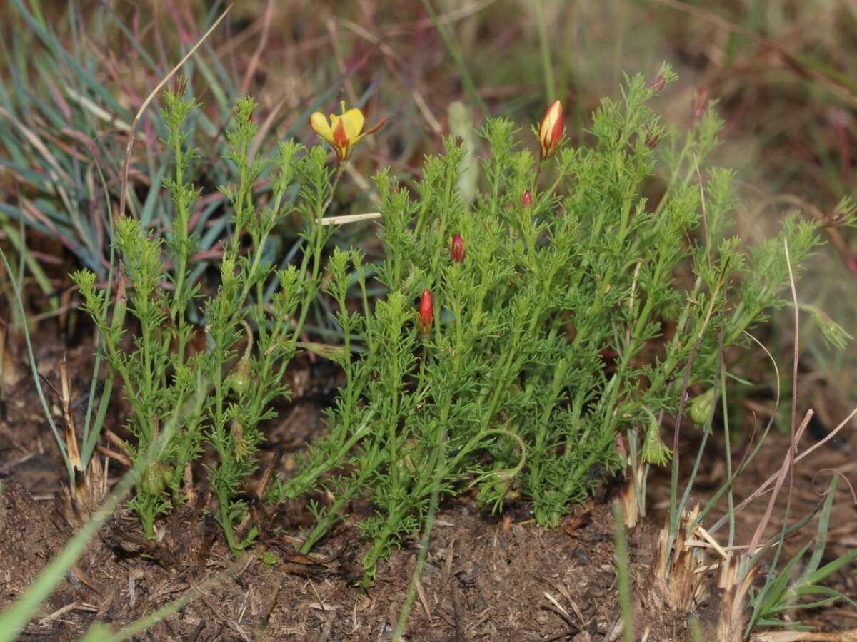 Image of Menodora africana Hook.