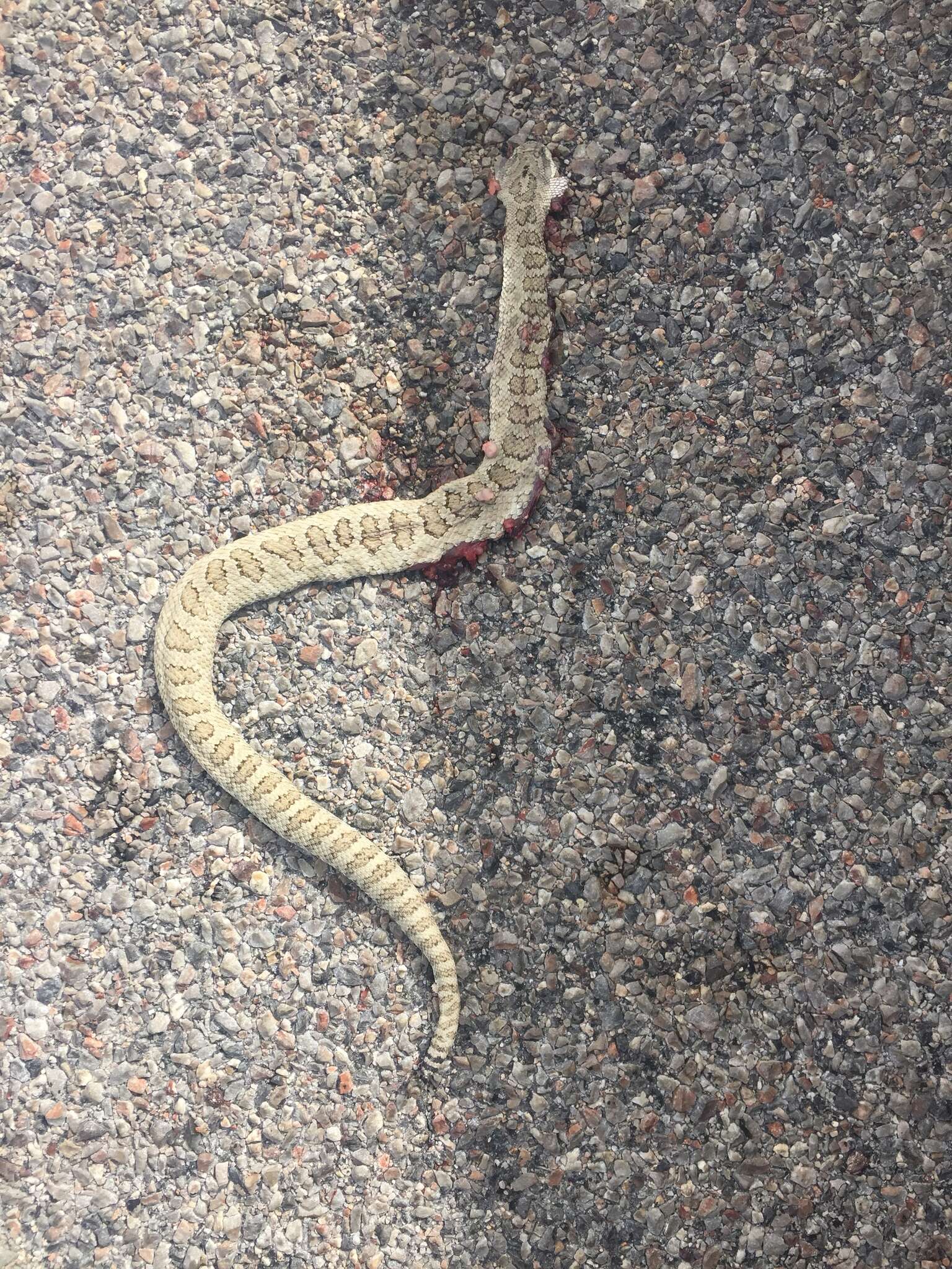 Image of Crotalus oreganus lutosus Klauber 1930