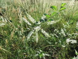 صورة Aloysia scorodonioides var. scorodonioides