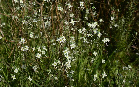 Image of Heliophila acuminata (Eckl. & Zeyh.) Steud.