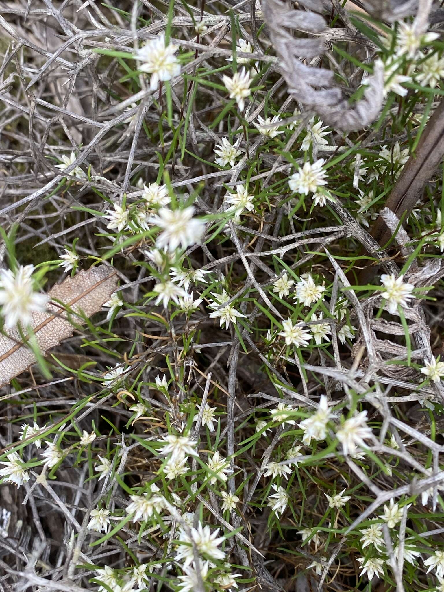 Слика од Laxmannia sessiliflora Decne.