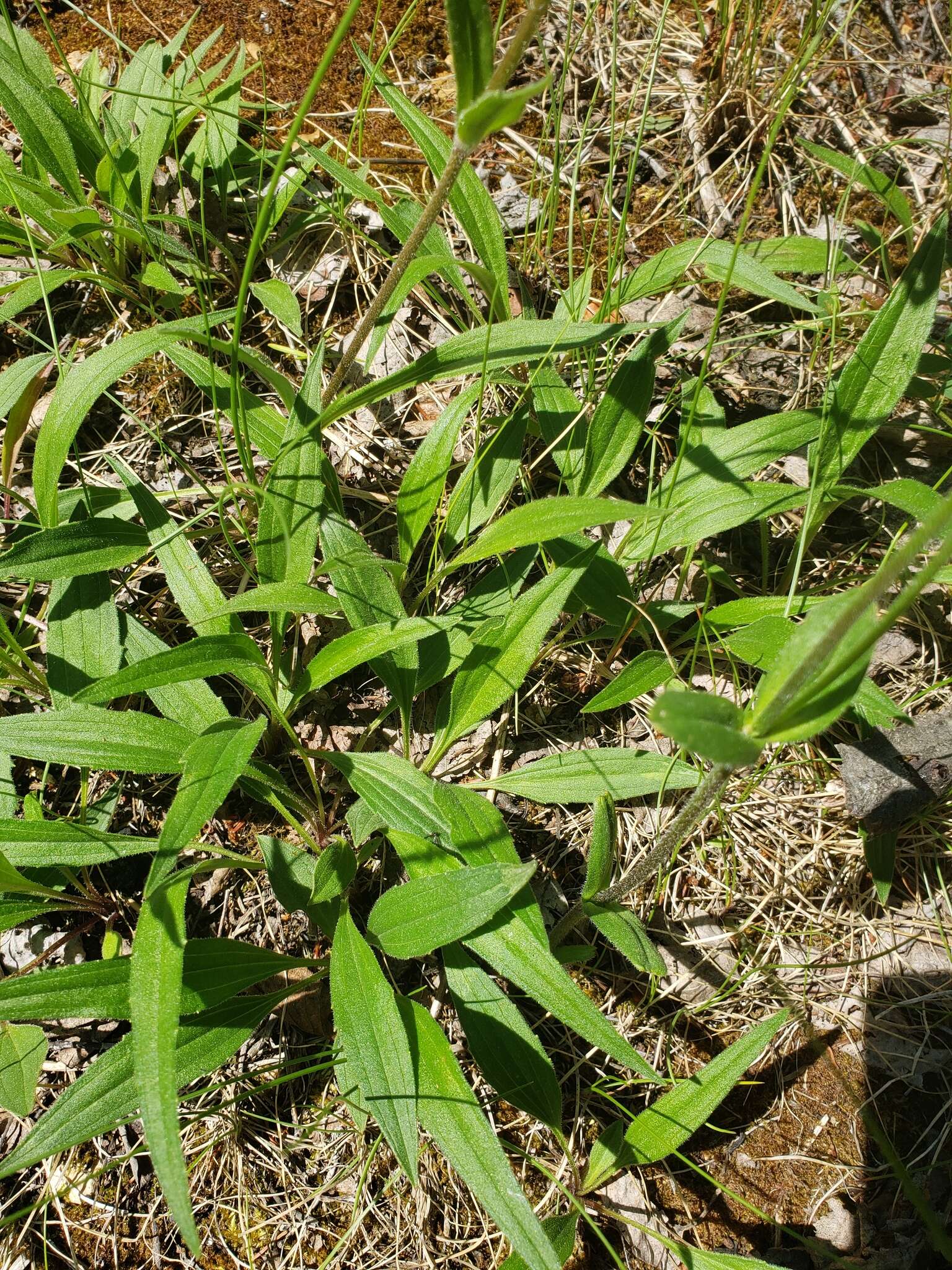 Image of longleaf arnica