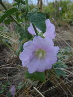 Image of Alcea heldreichii (Boiss.) Boiss.