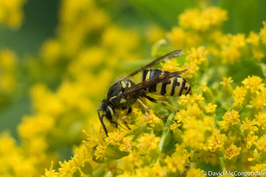 Image of Aerial yellowjacket