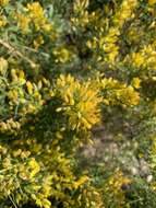 Image of Ulex parviflorus Pourr.