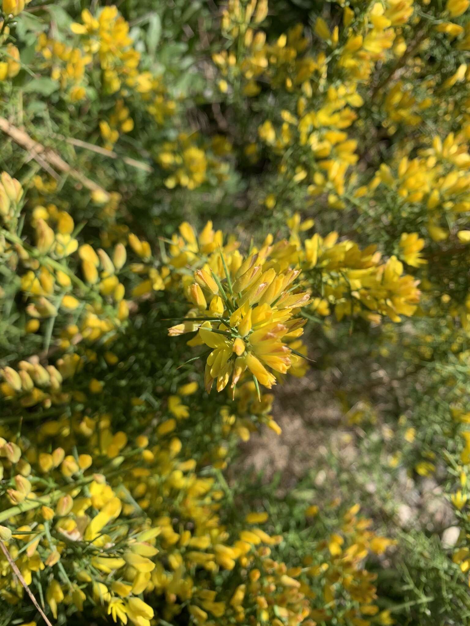 Image de Ulex parviflorus Pourr.