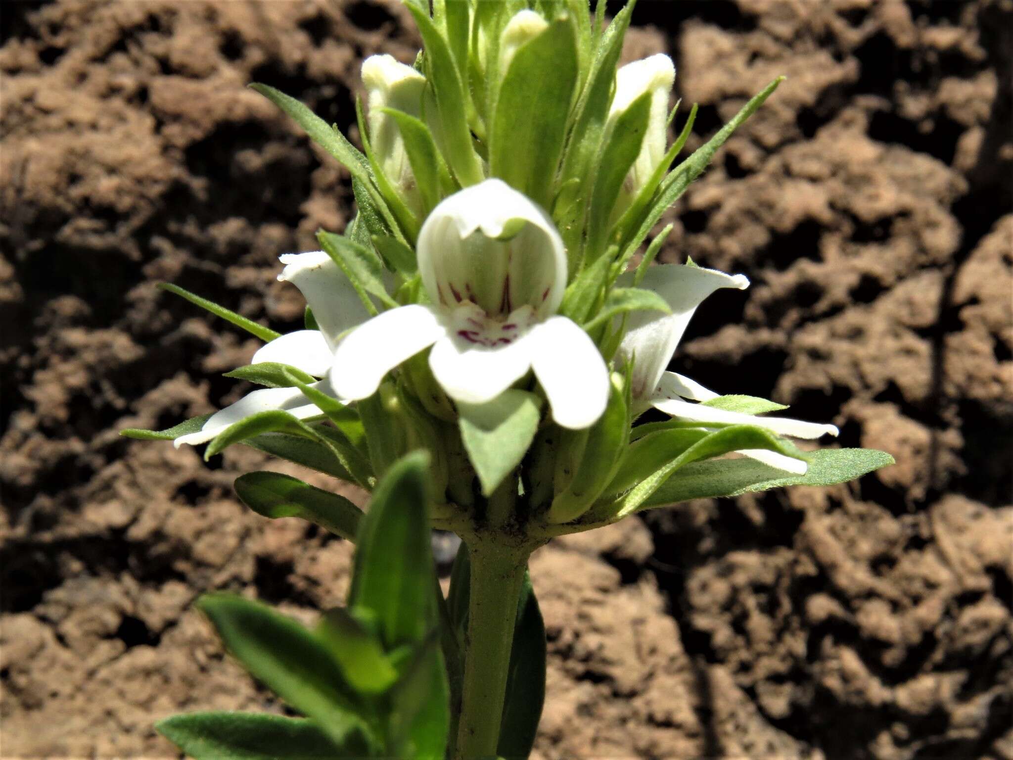 Imagem de Duvernoia andromeda Lindau