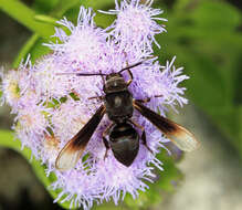 Image of Myrmecopsis strigosa (Druce 1884)