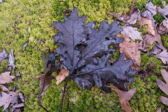 Image of hybrid oak