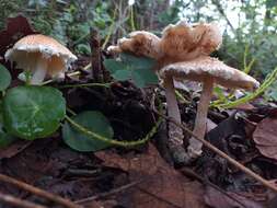 Lepiota spheniscispora Vellinga 2001 resmi