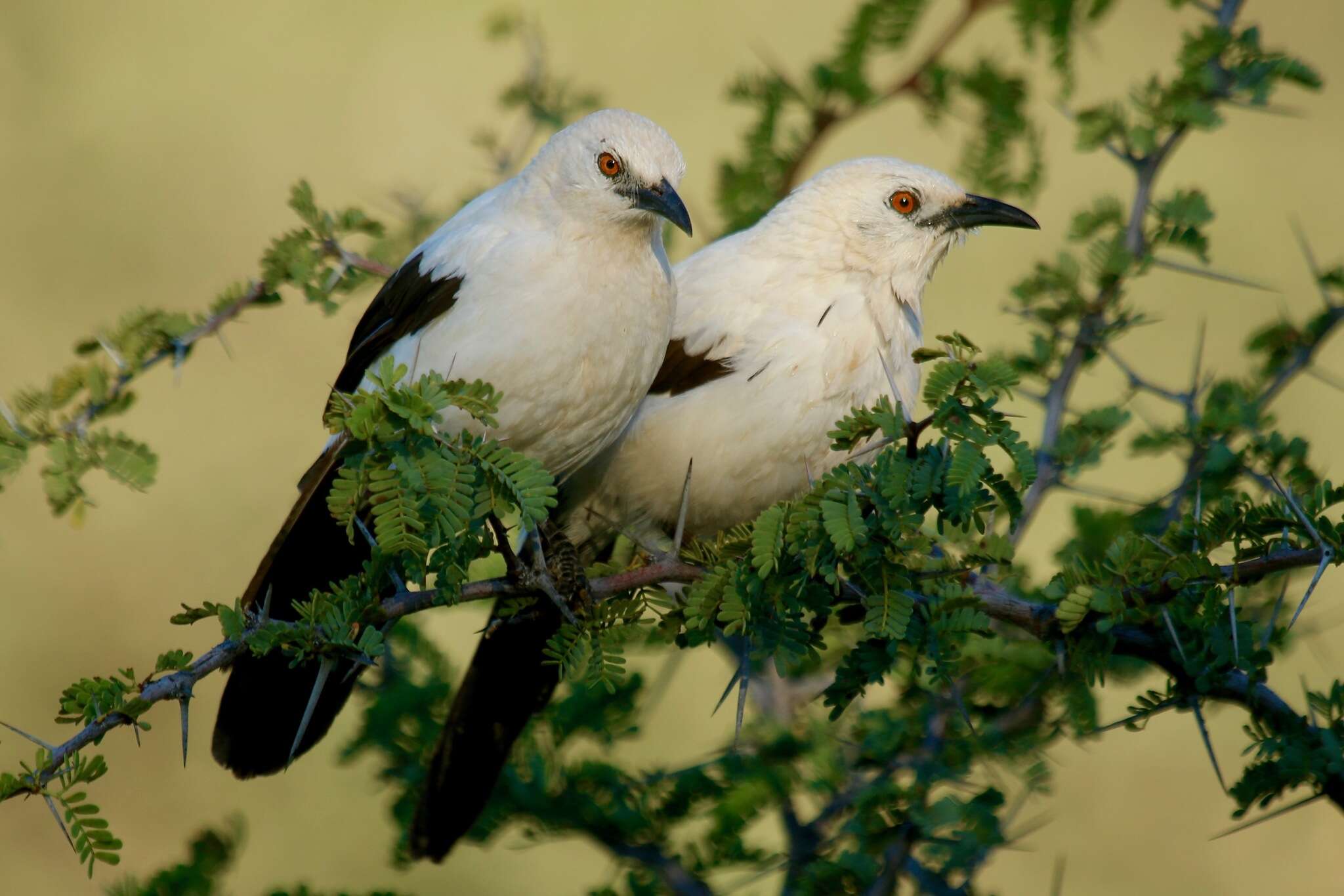 صورة Turdoides bicolor (Jardine 1831)