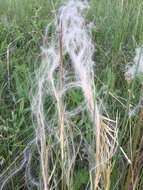 Image of Stipa pulcherrima K. Koch