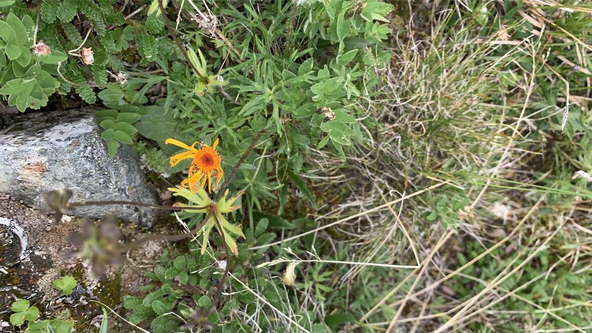 Image of fuscate groundsel