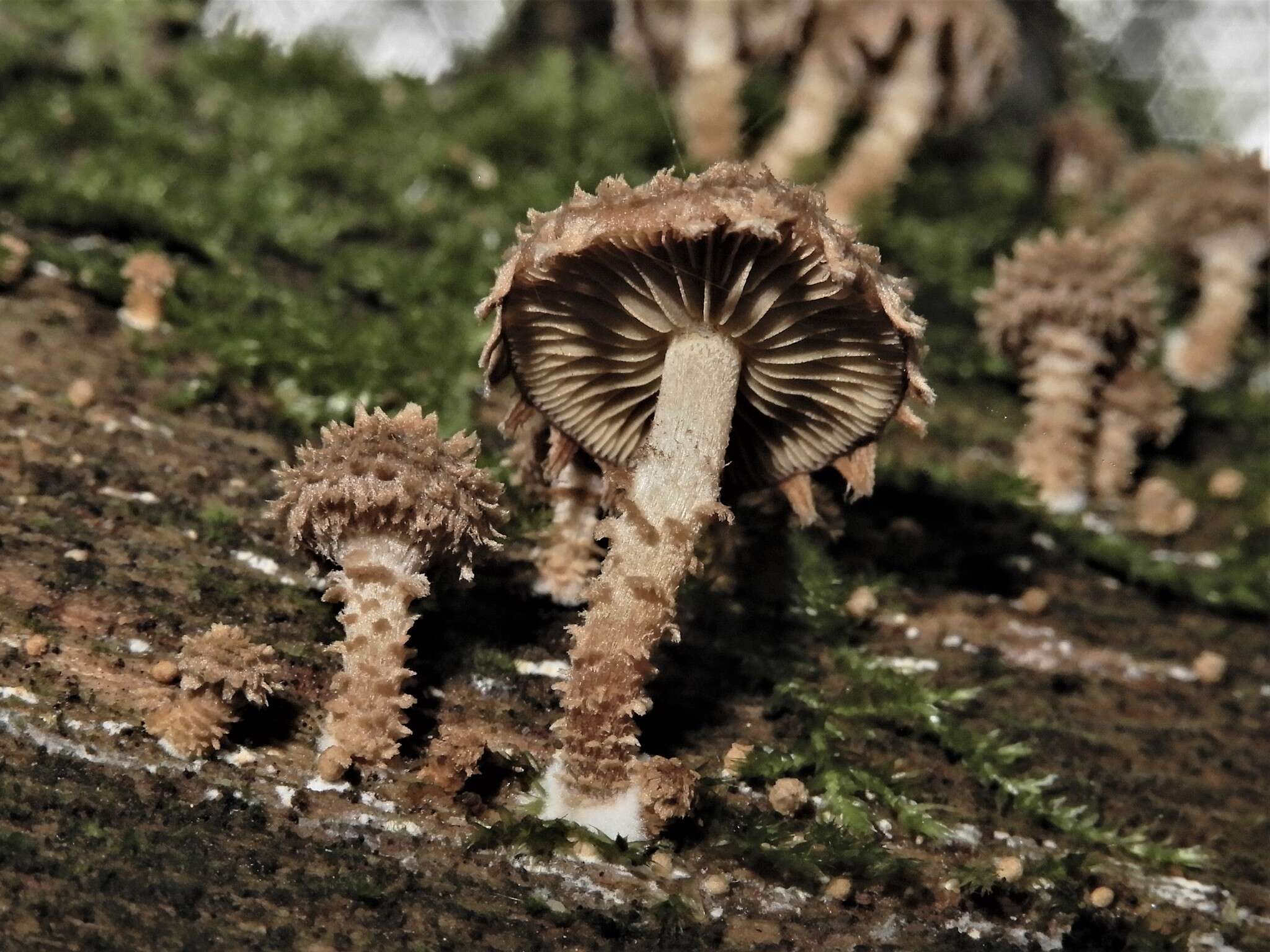 Image of Psathyrella echinata (Cleland) Grgur. 1997