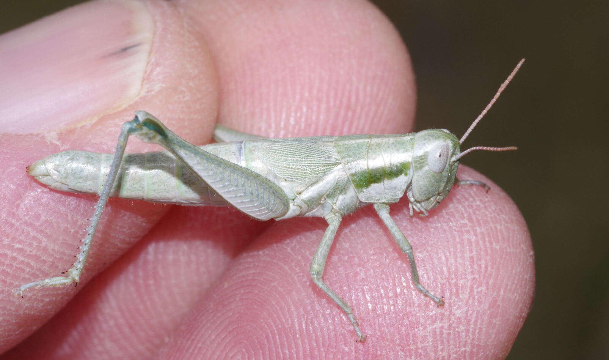 Image de Hypochlora alba (Dodge & G. M. 1876)