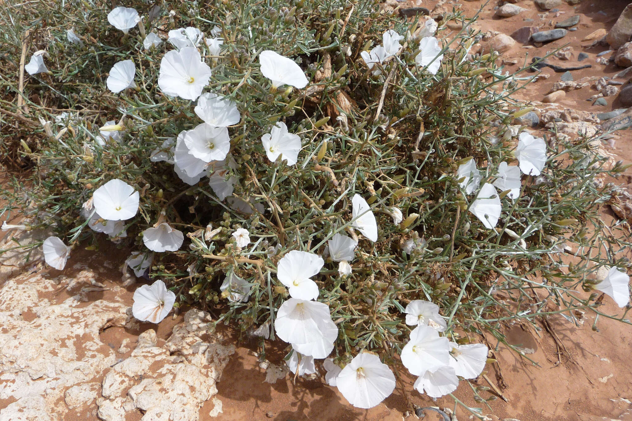 Convolvulus trabutianus Schweinf. & Muschler的圖片