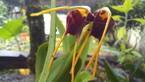 Image of Masdevallia bicolor Poepp. & Endl.