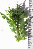 Image of Senecio paarlensis DC.