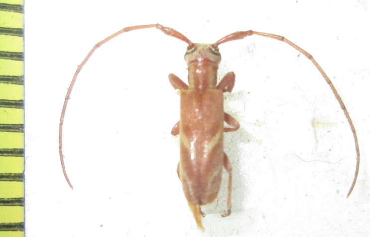 Image of Eunidia obliquealbovittata Hunt & Breuning 1957