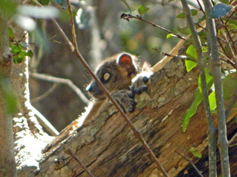 Image of Hubbard's Sportive Lemur