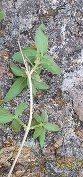 Image of velvetseed milkwort