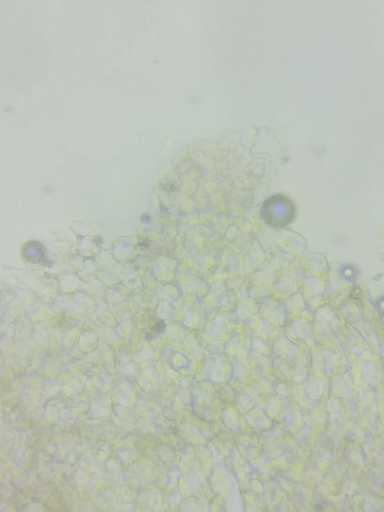 Слика од Trichoderma strictipile Bissett 1992