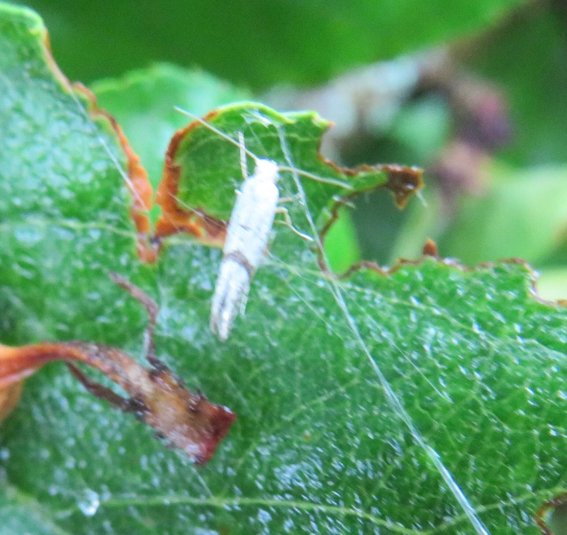 Image of Argyresthia curvella Linnaeus 1761