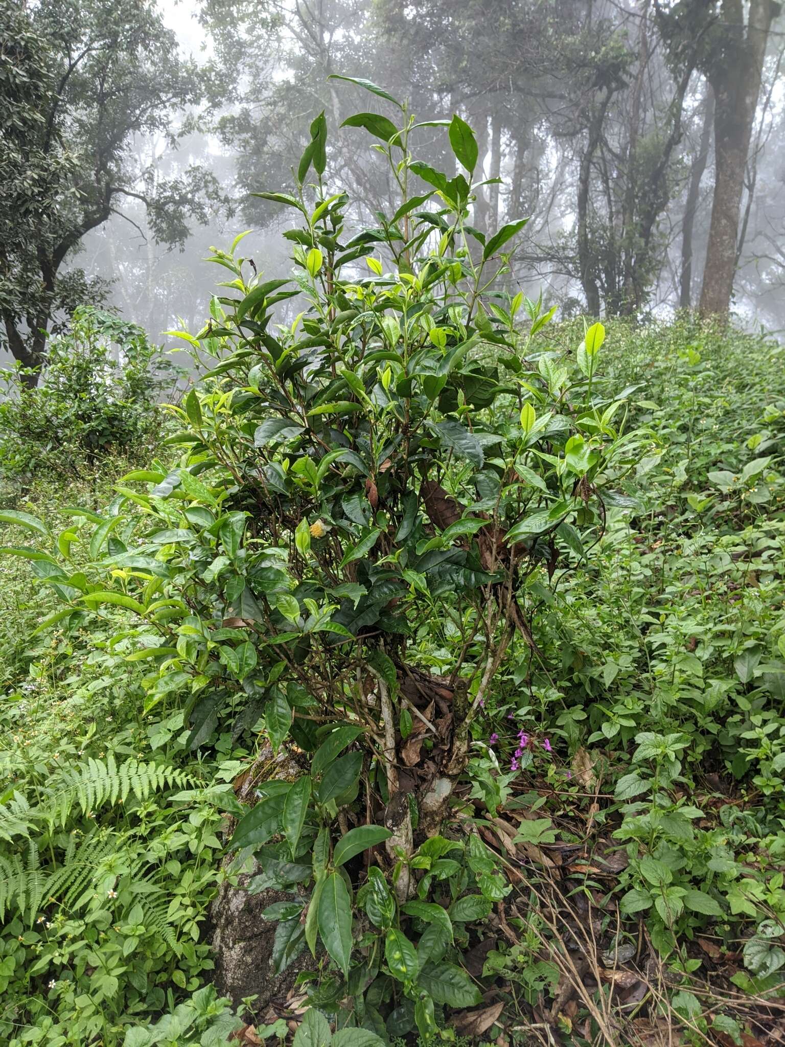 Image of Assam tea