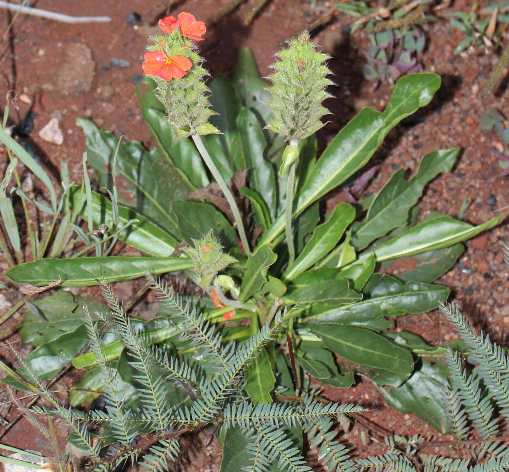 Image of Crossandra greenstockii S. Moore