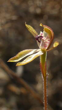 صورة Caladenia atradenia D. L. Jones, Molloy & M. A. Clem.