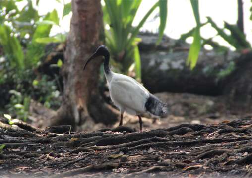 Threskiornis molucca pygmaeus Mayr 1931的圖片