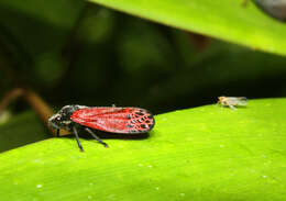 Imagem de Mahanarva (Mahanarva) rubripennis (Schmidt 1922)