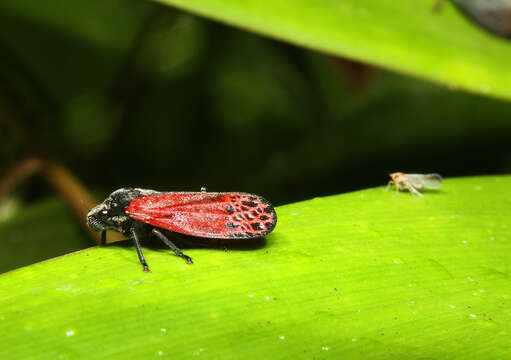 Imagem de Mahanarva (Mahanarva) rubripennis (Schmidt 1922)