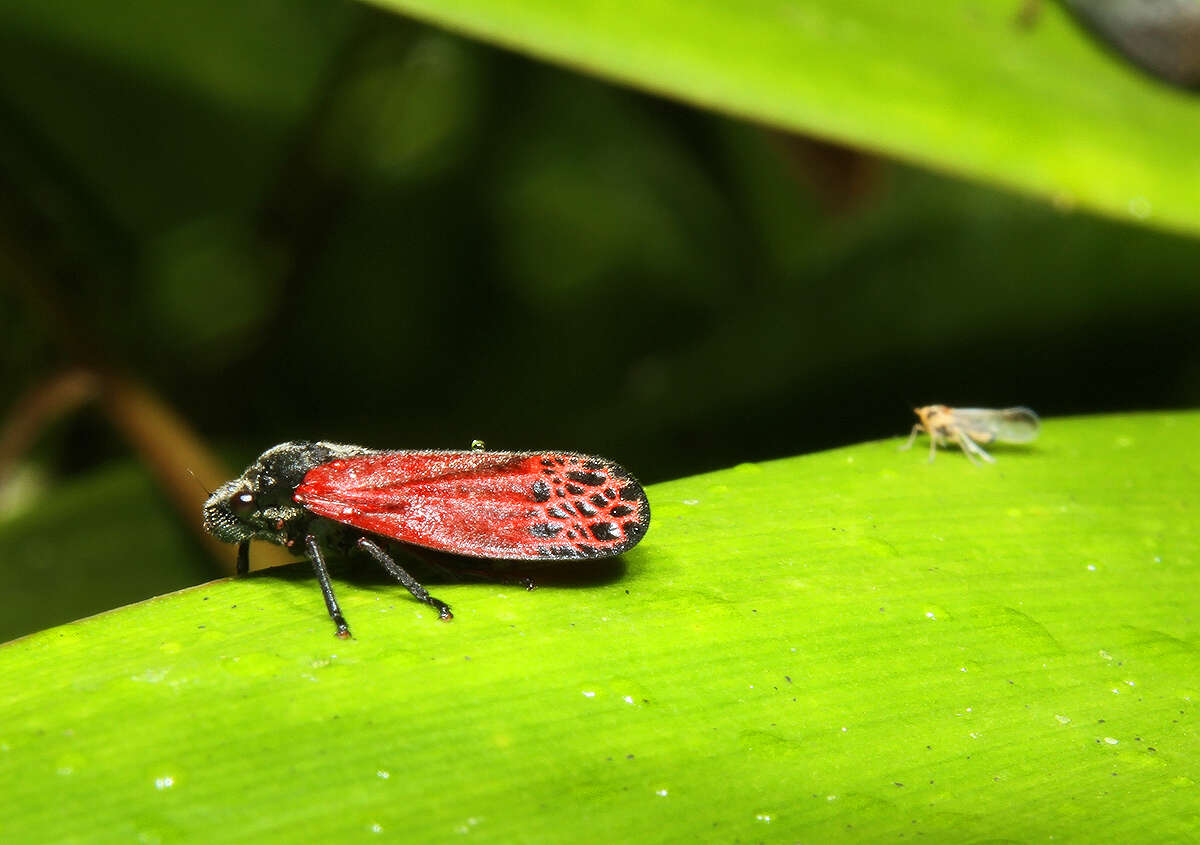 Image of Mahanarva (Mahanarva) rubripennis (Schmidt 1922)