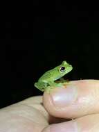 Image of Glass frog