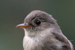 Image of Jamaican Pewee