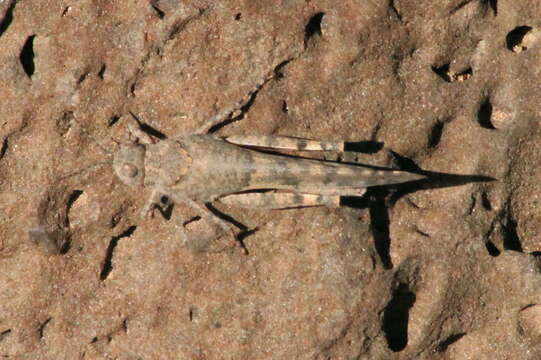 Image of Sphingonotus (Sphingonotus) picteti (Krauss 1892)