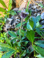 Image of arctic alpine fleabane