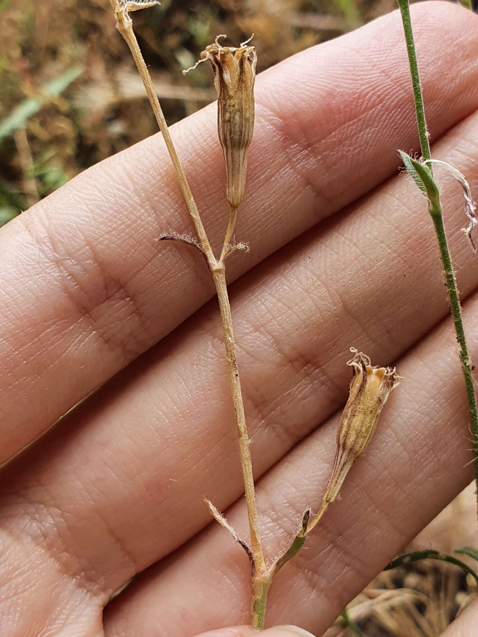 Imagem de Silene imbricata Desf.